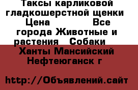 Таксы карликовой гладкошерстной щенки › Цена ­ 20 000 - Все города Животные и растения » Собаки   . Ханты-Мансийский,Нефтеюганск г.